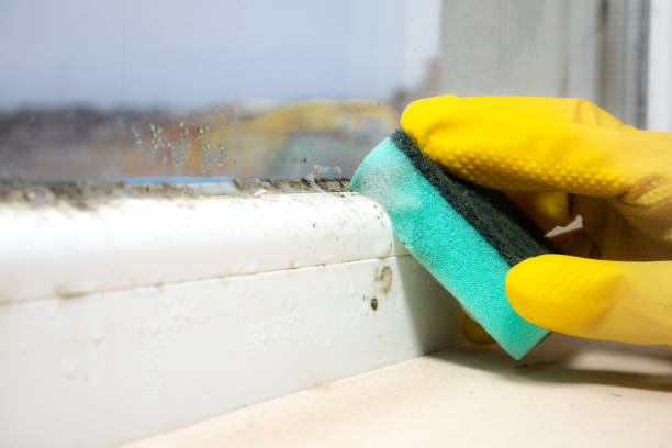 Best DIY Mold Remediation Support Services in Roosevelt Gardens, FL