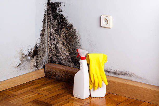 Best Commercial Mold Remediation in Roosevelt Gardens, FL